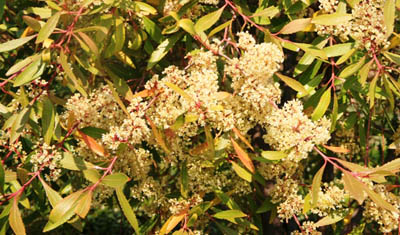 Close-up of the flowering spray, photo Johannes Vogel